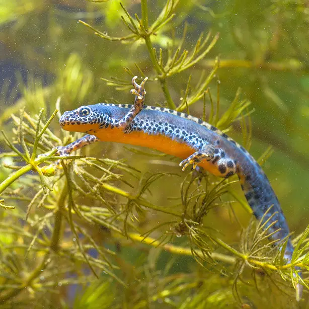 Alpine newt_614x614
