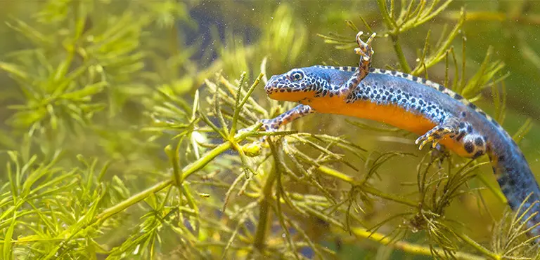 Alpine Newt
