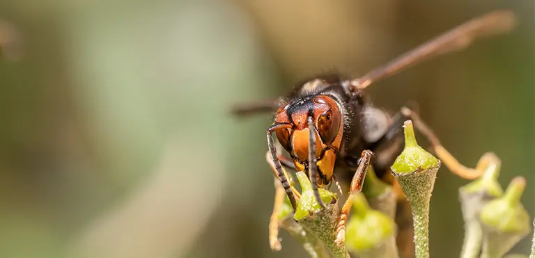 Asian Hornet