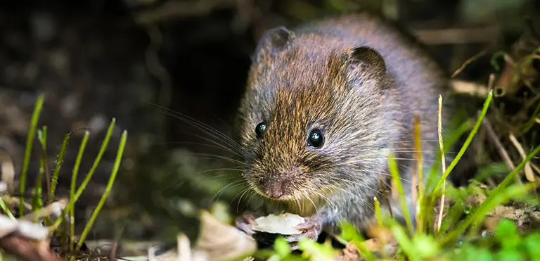 Bank Vole