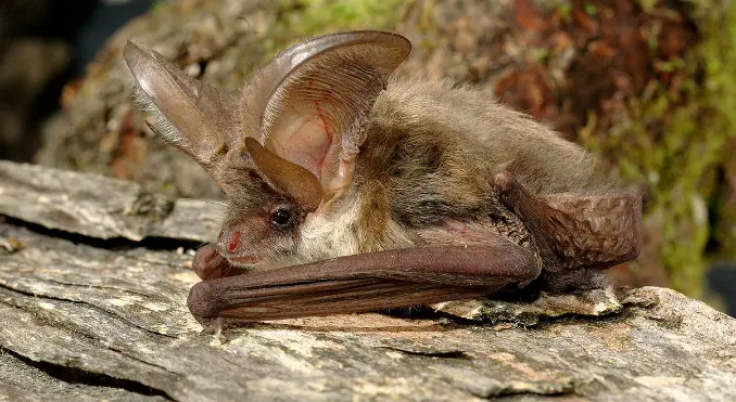 Brown Long-Eared Bat