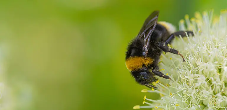 Buff-tailed Bumblebees