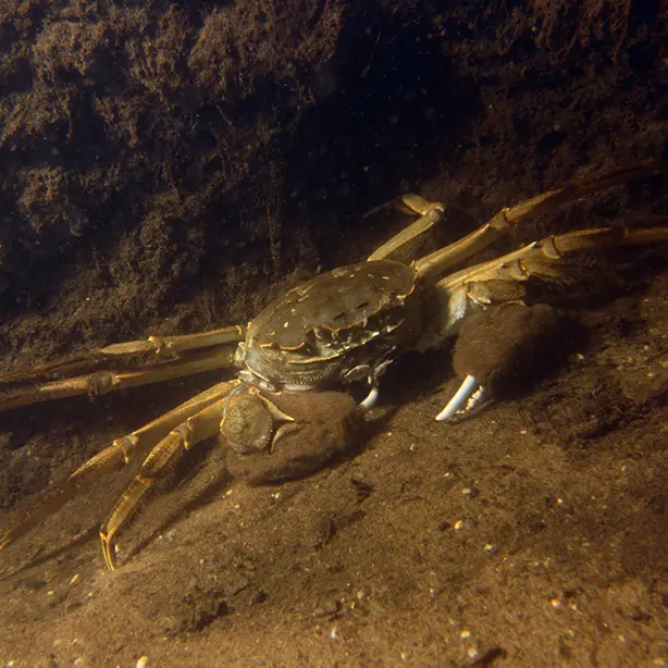 Chinese-mitten-crab_Willem-Kolvoort_naturepl_614x614