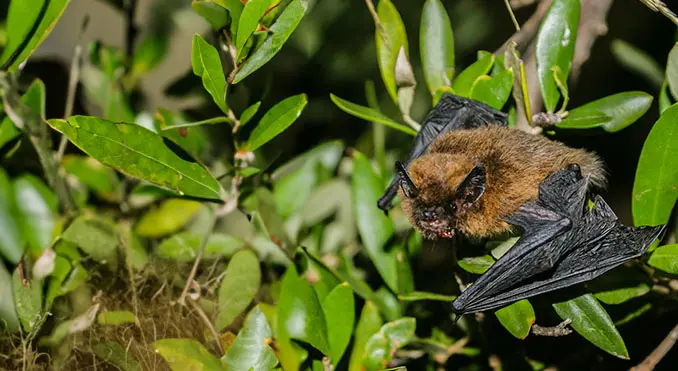 Common Pipistrelle