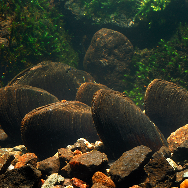 Freshwater pearl mussel | thumbnail square | SureScreen Scientifics