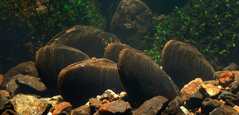 Freshwater Pearl Mussel