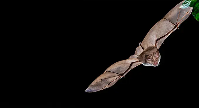 Greater horseshoe bat Rhinolophus ferrumequinum Factsheet