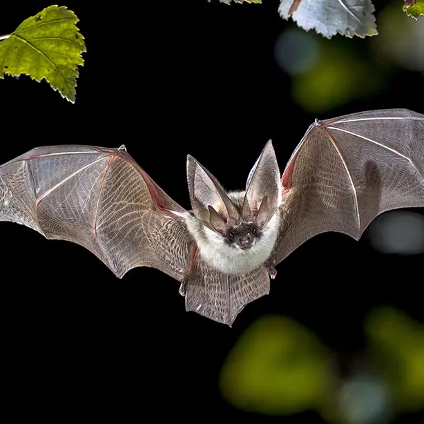 Grey long-eared bat_614x614
