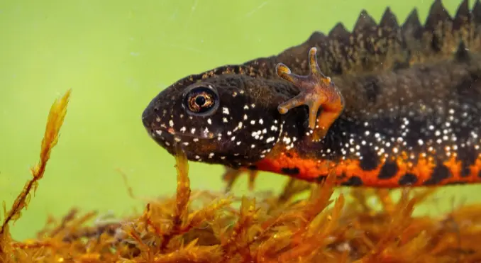Great Crested Newt