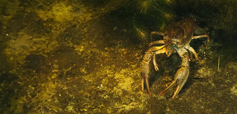 Narrow-clawed (Turkish) Crayfish