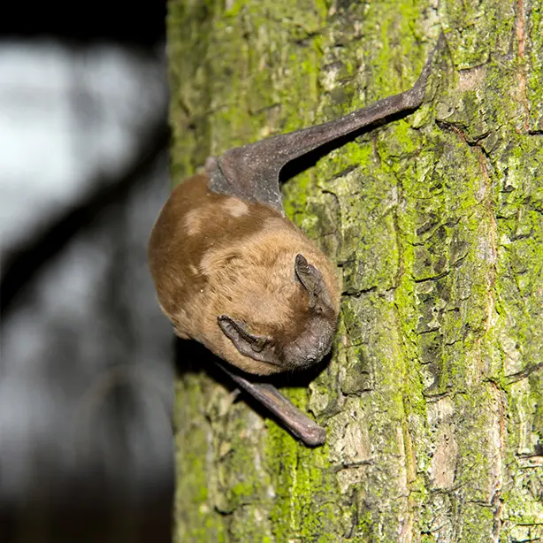 Noctule-Bat_614x614