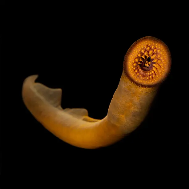 Sea lamprey_ Joel Sartore_NPL_614x614