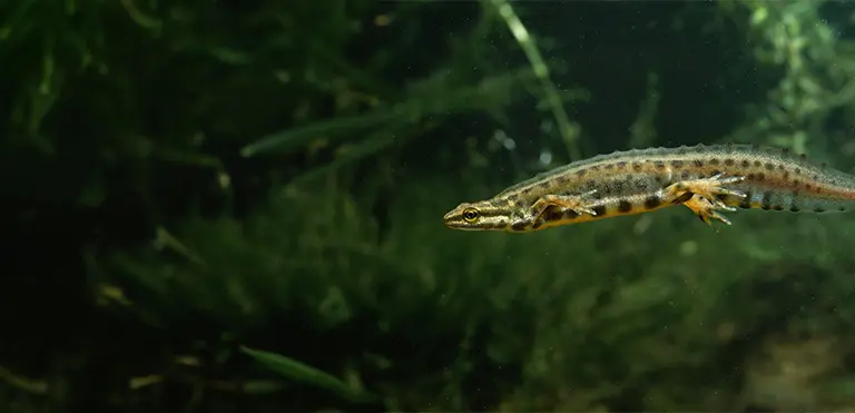 Smooth Newt