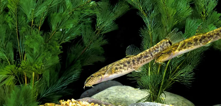 Spined Loach