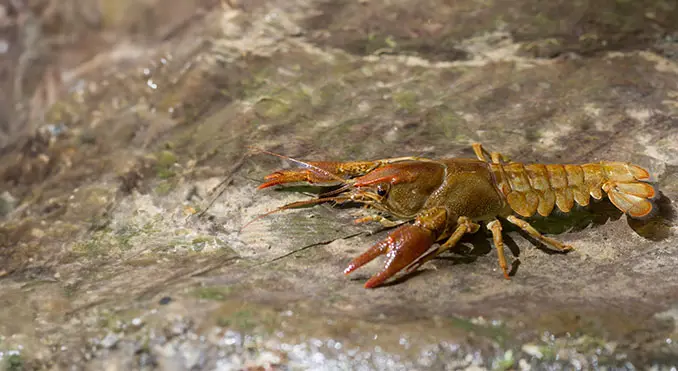 White-clawed Crayfish
