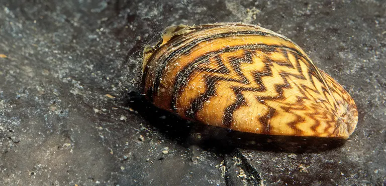 Zebra Mussel