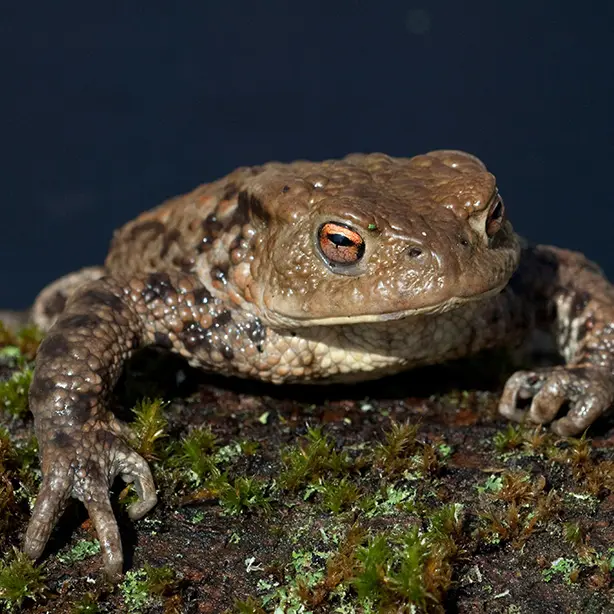Common Toad 614x614
