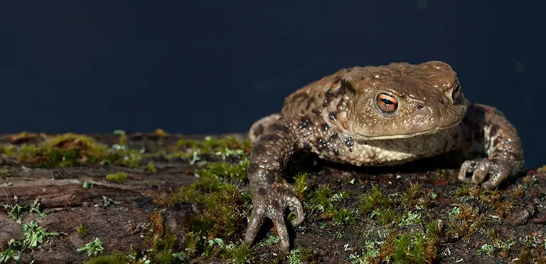 Common Toad
