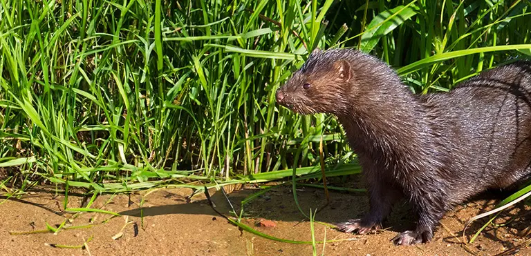 American Mink