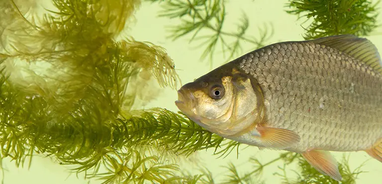 Crucian Carp