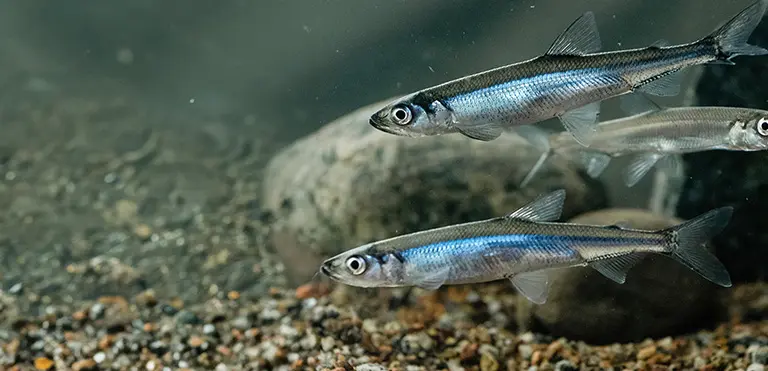 European Smelt/Sparling
