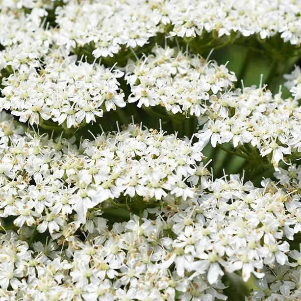 Giant Hogweed_614x614