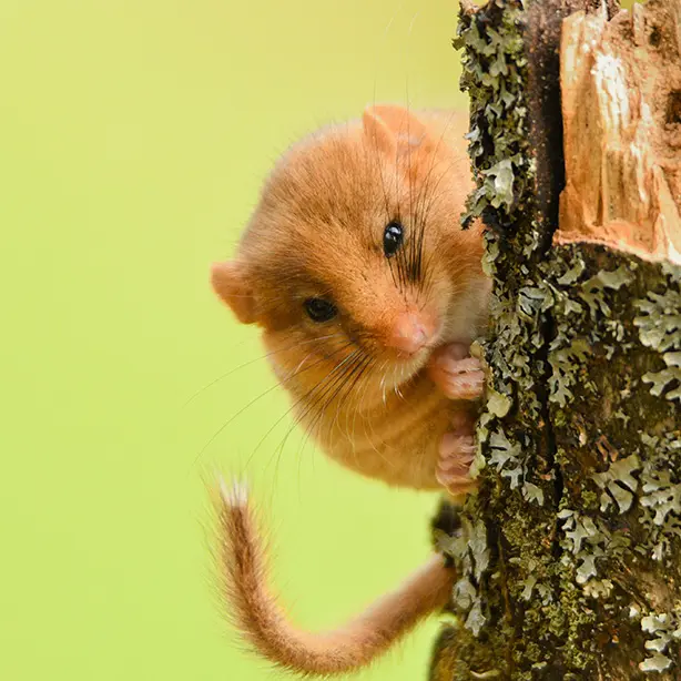 Hazel Dormouse_614x614