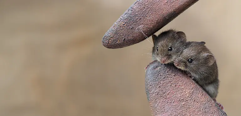 House Mouse