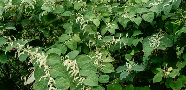 Japanese Knotweed