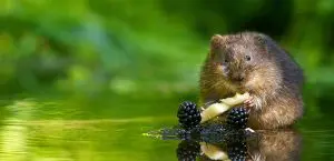 Water Vole_768x371