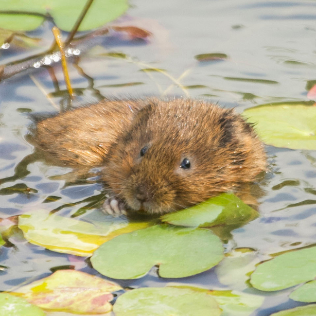 Our water vole eDNA service