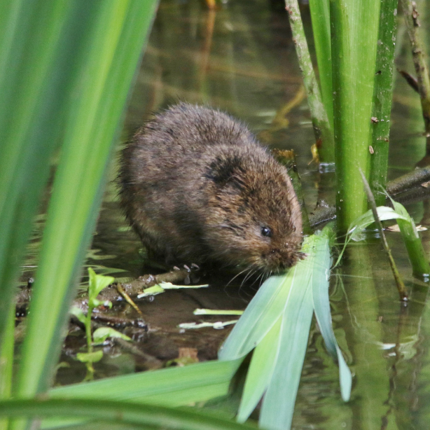 Who needs water vole eDNA analysis?