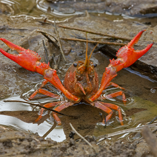 Red swamp crayfish | 614x614 | SureScreen Scientifics