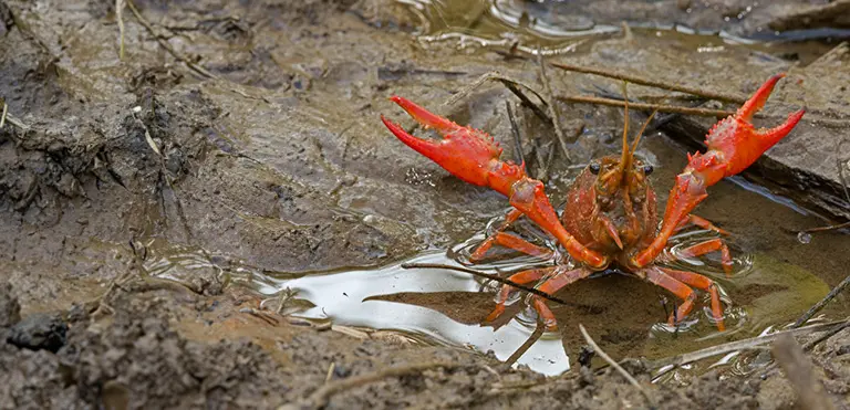 Red-Swamp Crayfish