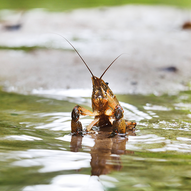 Spiny-Cheek Crayfish | 614x614 | SureScreen Scientifics