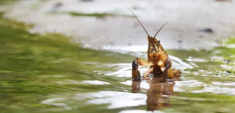 Spiny-Cheek Crayfish
