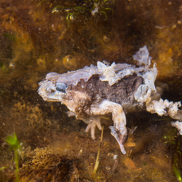 Chytrid Fungus | 614x614 | SureScreen Scientifics
