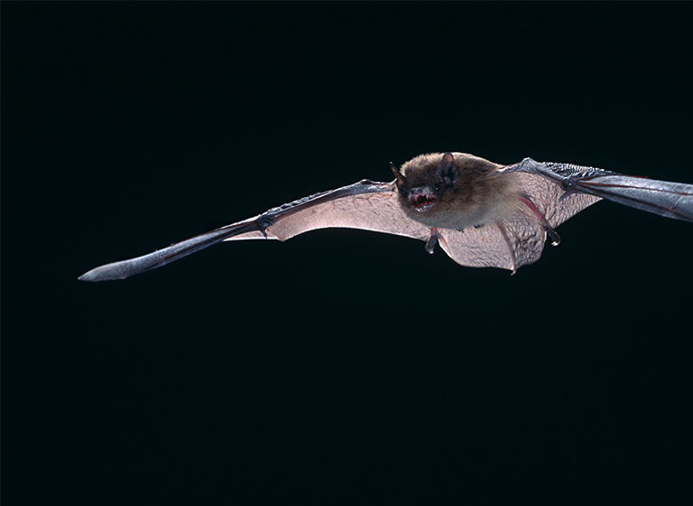 Nathusius’ Pipistrelle