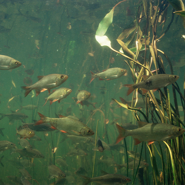 Rudd | 614x614 | SureScreen Scientifics