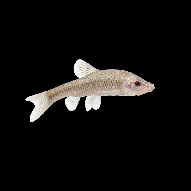 Topmouth gudgeon | 614x614 | SureScreen Scientifics