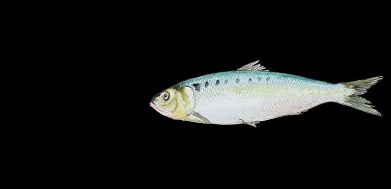 All UK Shad Species