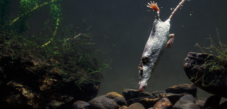 Water Shrew