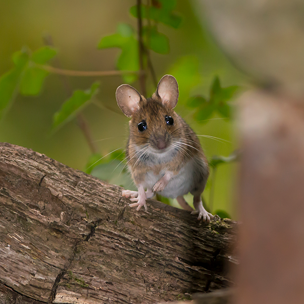 Yellow-necked-Mouse | 614x614 | SureScreen Scientifics