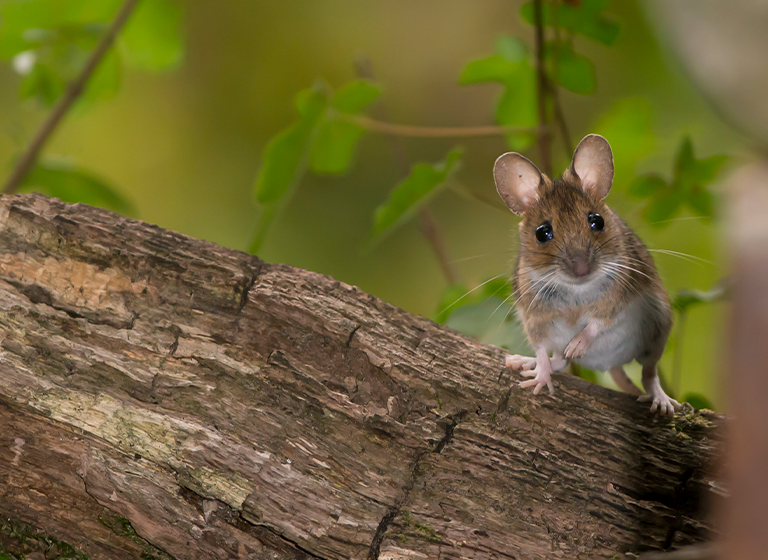 Yellow-Necked Mouse