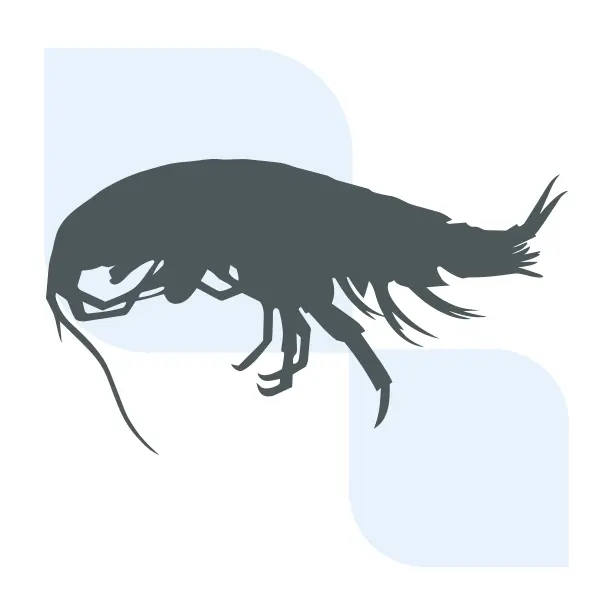 Demon Shrimp | 614x614 | SureScreen Scientifics