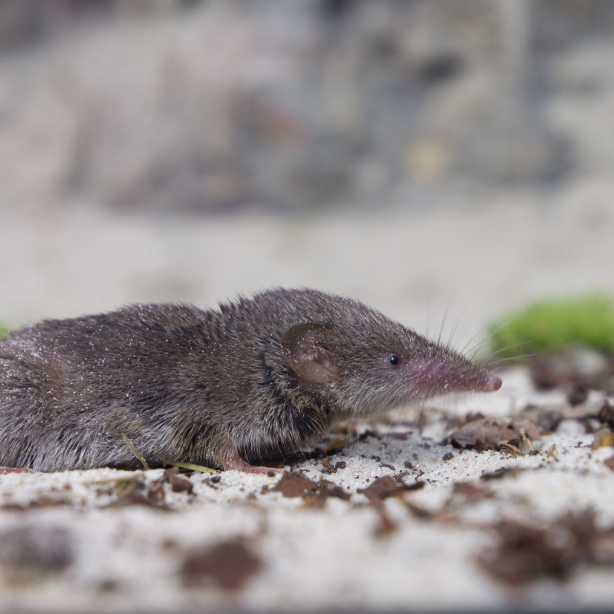 Greater white-toothed shrew Crocidura russula 614x614