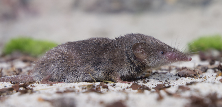 Greater white-toothed shrew