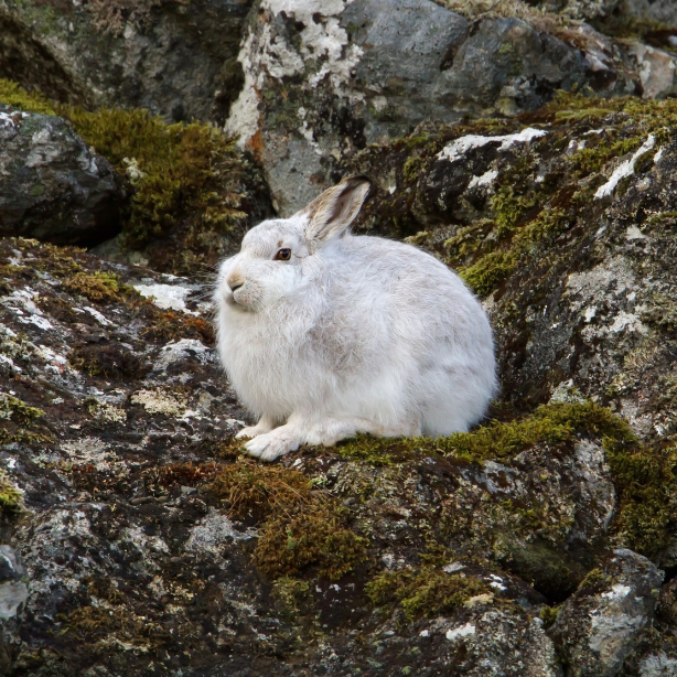 Mountain hare Lepus timidus 614x614