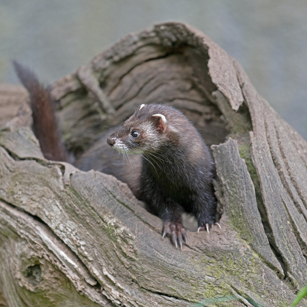 Polecat Mustela putorius 614x614