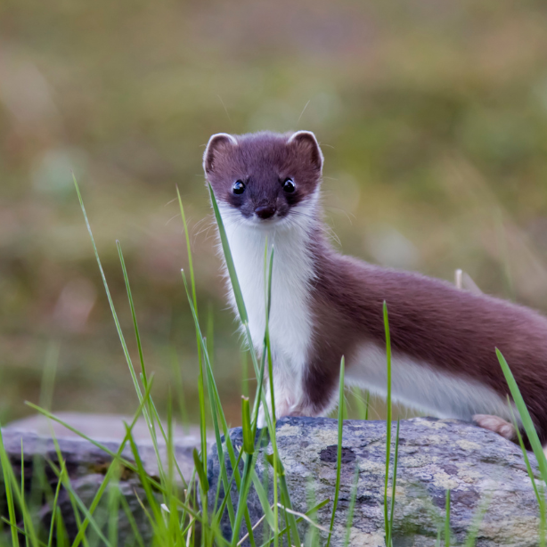 Stoat Mustela erminea_614x614